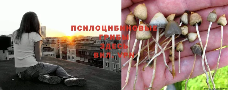 Галлюциногенные грибы Magic Shrooms  Амурск 